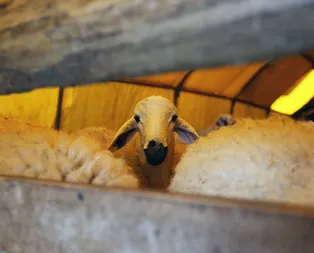 Kurban Bayramı hangi tarihte? 2019 Kurban Bayramı ayın kaçında, hangi gün başlıyor? Diyanet açıkladı!