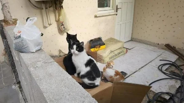 bursada-kan-donduran-olay-5-ayda-4-kedi-patileri-kesilmis-karni-parcalanmis-1669705376405.jpeg Bursa'da kan donduran olay: 5 ayda 4 kedi! Patileri kesilmiş karnı parçalanmış...-5