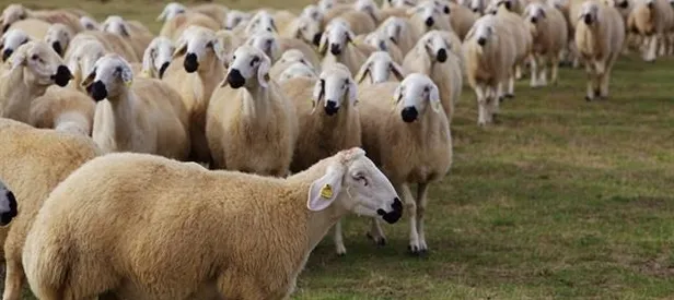 İnternetten kurbana dikkat