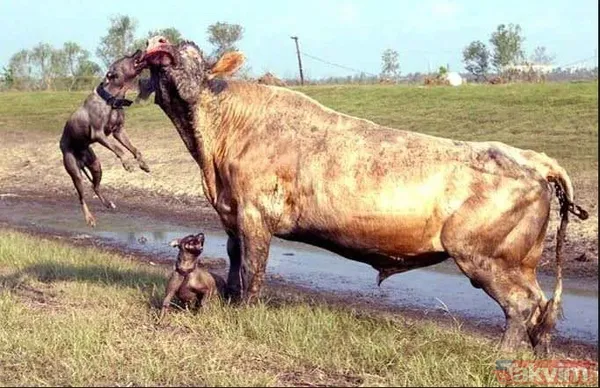 Aslan ve kaplanın (kavgası) karşılaşması hayrete düşürdü! - 29