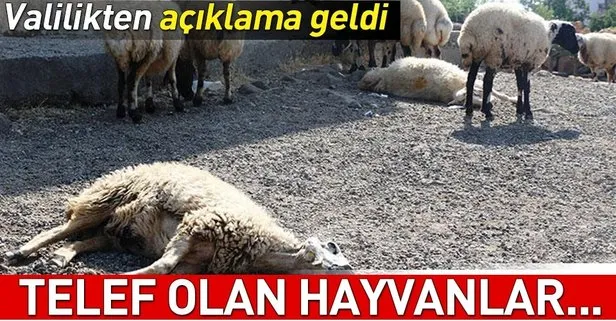 Valilikten kritik şarbon açıklaması: Telef olan hayvanlar...