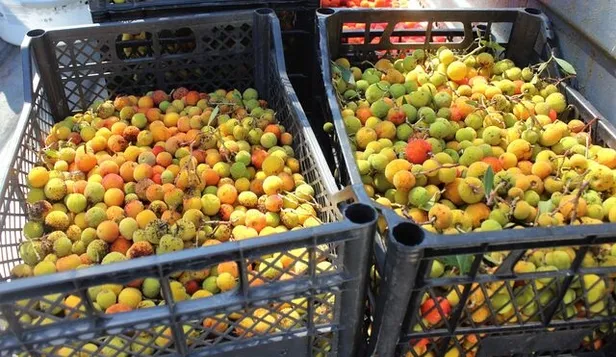 bursada-yapiliyor-ekimden-ocak-ayina-kadar-bu-ormana-giren-zengin-oluyor-paraya-para-demiyor-1603273984605.jpg Bu ormana giren zengin oluyor paraya para demiyor! Bursa'da yapılıyor Ekim'den Ocak ayına kadar!-5