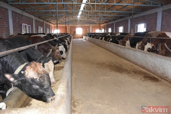 Devlet teşvikiyle 20 büyükbaş alarak çiftlik kurdu üretimi 2 yılda 10 katına çıkardı - 9