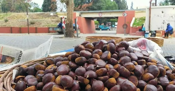 Kestanenin gücü adına!