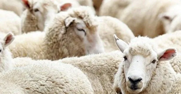Kurban Bayramı ne zaman 2021?