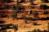 Askeri helikopter düştü: 3 yaralı