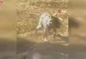 Van'da zincire vurulan kurt kurtarıldı