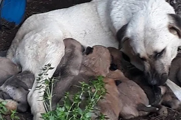 Erdek'te zehirli et verilen köpek ile 3 yavrusu ve 3 kedi öldü