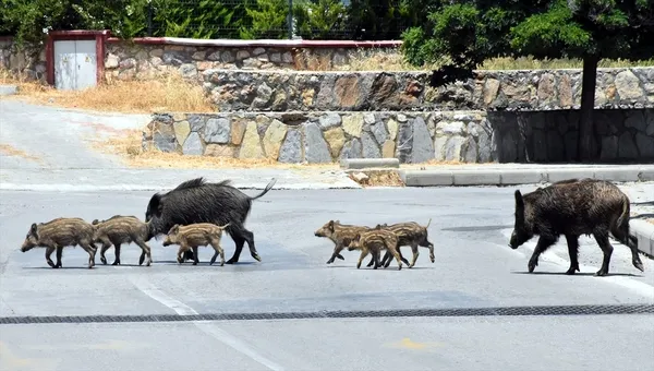 Bodrum'da aç kalan domuz sürüsü ilçe merkezine indi-4