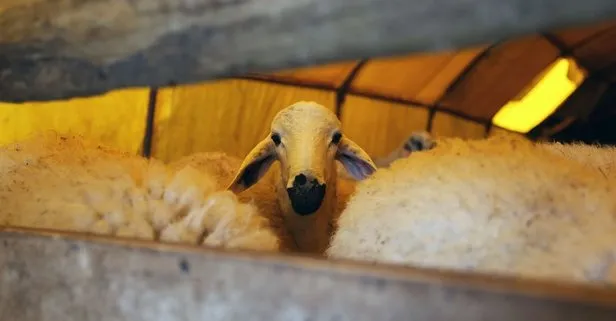 Kurban Bayramı tatili kaç gün olacak?