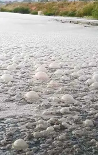 İzmir'in içi de dışı da foseptik kokuyor!