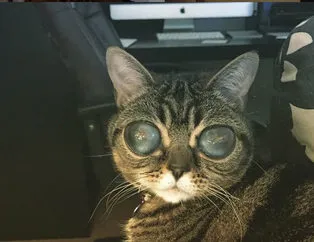 Photoshop değil gerçek uzaylı kedi!