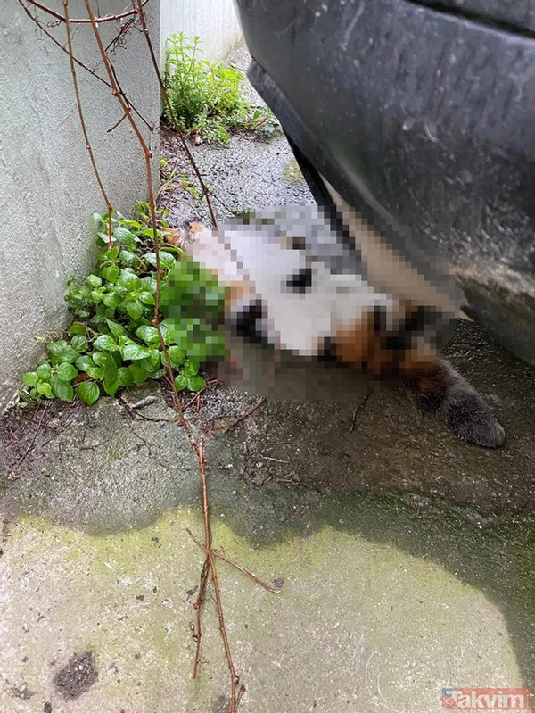 Kadıköy'de kedi katliamı! Toplu ölümler mahalleliyi ayağa kaldırdı - 2