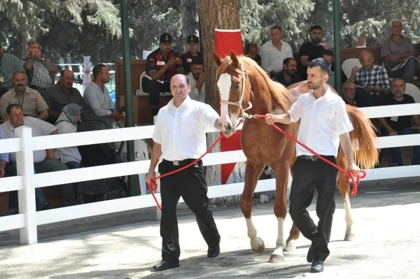 ev-fiyatina-tay-tigemin-karacabey-harasinda-duzenledigi-satista-balki-tay-isimli-arap-ati-800-bin-liraya-alici-1655276409755.jpg Ev fiyatına tay! TİGEM'in Karacabey Harası'nda düzenlediği satışta Balkı Tay isimli Arap atı 800 bin liraya alıcı buldu-7