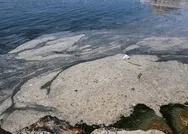 Marmara istila altında! Deniz salyasının müsilaj ilk raporu ortaya çıktı! Korkunç sonuç!