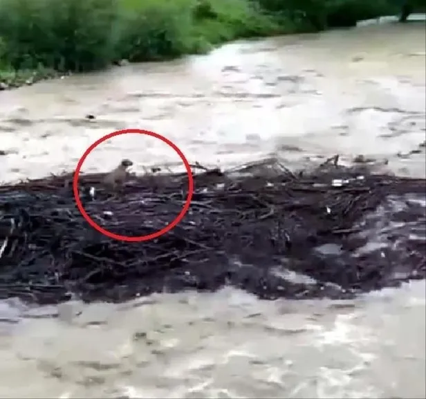 karadeniz-sele-teslim-oldu-dereler-tasti-yollar-gole-dondu-evleri-su-basti-1688947148016.jpeg Karadeniz sele teslim oldu: Dereler taştı, yollar göle döndü, evleri su bastı! Ankara-İstanbul yönü trafiğe kapalı... | Zonguldak, Bartın, Bolu son durum-45