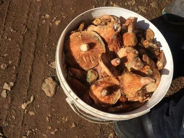 kilosu-160-tl-fiyati-duyan-cintar-mantari-toplamaya-ormana-kostu-1634032540911.jpg Kilosu 160 TL! Fiyatı duyan çıntar mantarı toplamaya ormana koştu-3