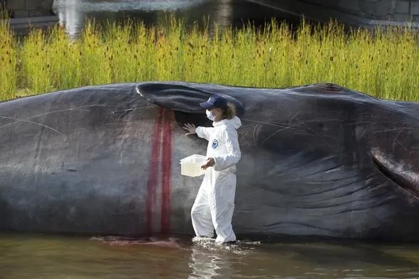 Madrid'de nehir kıyısında İspermeçet balinası görenleri şaşırttı - 6