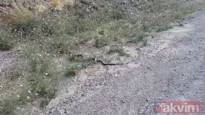 Defalarca ısırdı ama...  Vahşi doğa’da ölümcül yılanların şoke eden kavgası böyle görüntülendi!