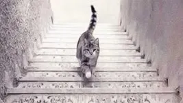 Optik illüzyon: Sosyal medyada viral olan kişilik testi! Kedi merdivenlerden iniyor mu yoksa çıkıyor mu
