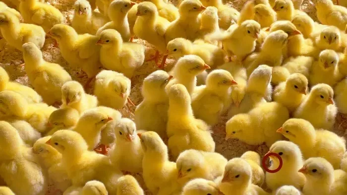 Zeka testi bomba gibi düştü: Civcivlerin içindeki gizli kedi nerede? 699 kişiden 10'u 8 saniyede bulabildi-5
