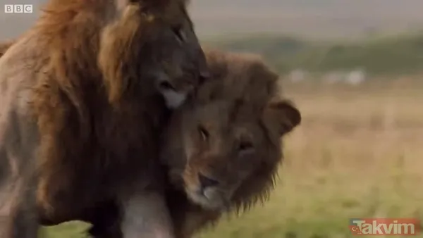 Cesur aslan onlarca sırtlanın arasında girdi! Vahşi doğada şoke eden kare! Sonrasında ise kaçınılmaz ölüm - 39