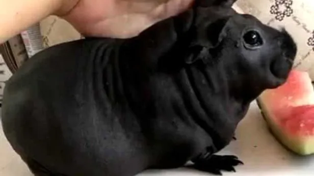 Köpek diye sahiplendiği hayvan sıçan çıktı-2
