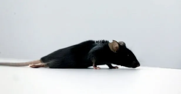 Almanya’da fareler felçli hastalar için umut oldu