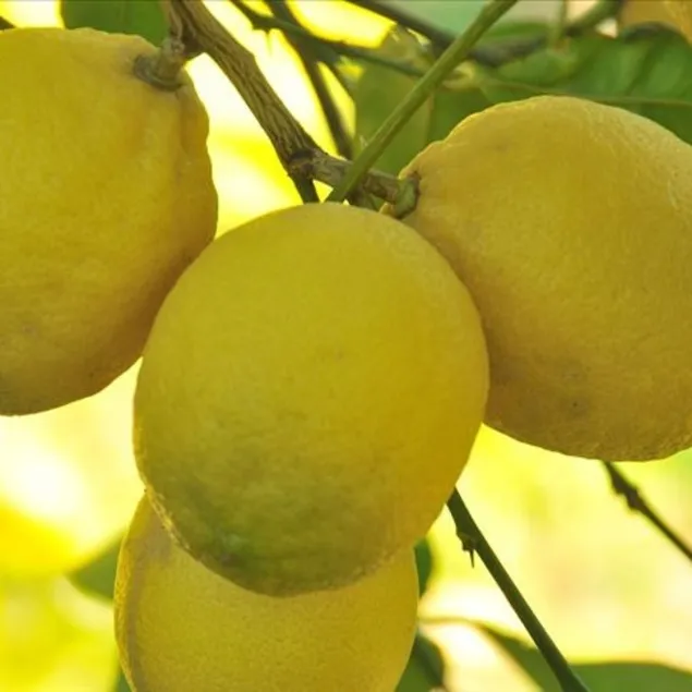 Hazımsızlığa çare limon