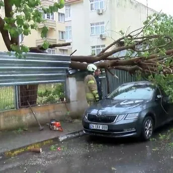 Maltepe’de ağaç park halindeki araçların üzerine devrildi