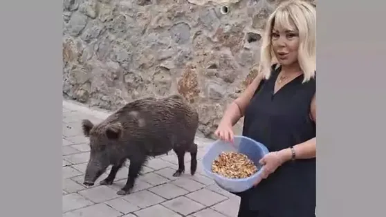 Safiye Soyman domuz besledi