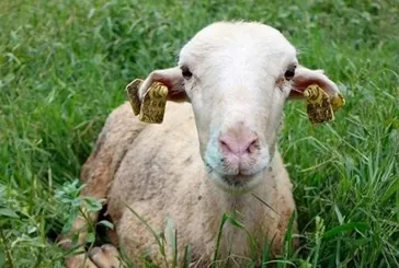 Mavi dil hastalığı nedir, belirtileri neler? Hayvandan insana bulaşır mı? O ilimizde tespit edildi!