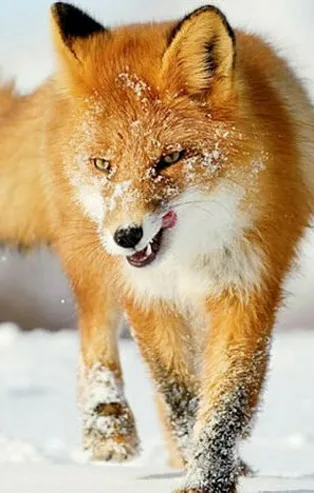 Rüyada tilki görmek ne anlama gelir?