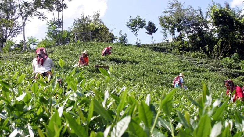 iskur-caykur-1072-isci-alimi-basvuru-nasil-yapilir-caykur-mevsimlik-isci-alimi-sartlari-neler-rize-artvin-trab-1714112325349.jpg İŞKUR ÇAYKUR 1072 işçi alımı başvuru nasıl yapılır? ÇAYKUR mevsimlik işçi alımı şartları neler? Rize, Artvin, Trabzon, Giresun...-6