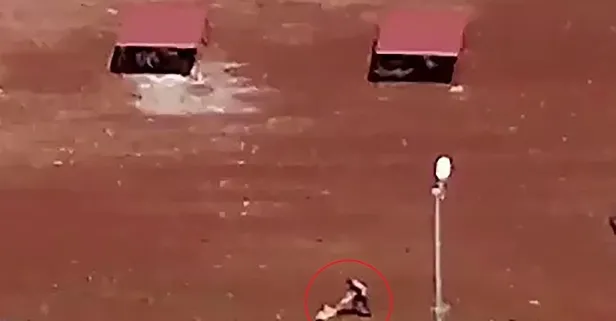 Kars'taki hayvan barınağında köpeğe işkence: Belediye çalışanı hakkında soruşturma başlatıldı