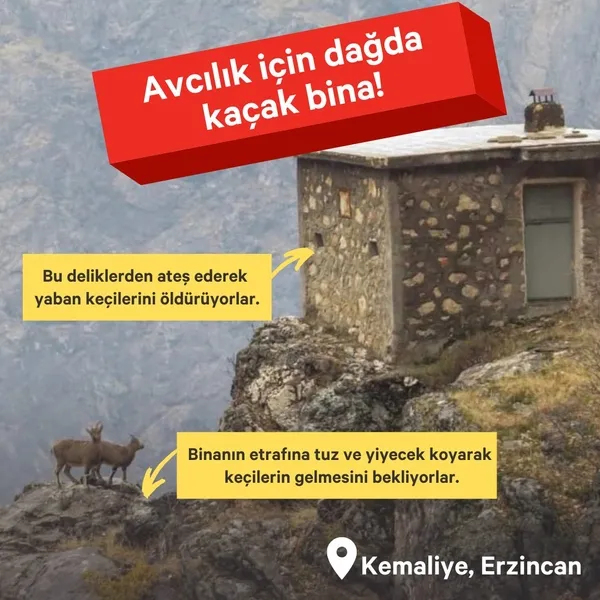 hain-tuzak-yaban-kecilerini-ceylanlari-boyle-tuzaga-dusuruyorlar-1638166560340.jpg Hain tuzak! Yaban keçilerini ceylanları böyle tuzağa düşürüyorlar-2