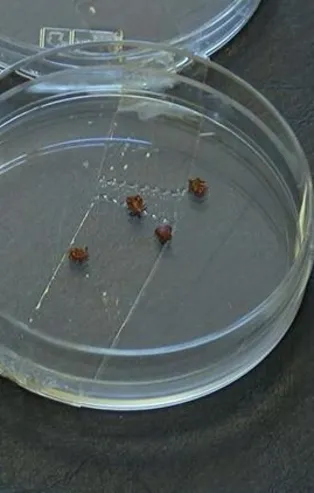 Son dakika: Uzmanlar İstanbulluları keneden bulaşan hastalık ‘Lyme’a karşı uyardı