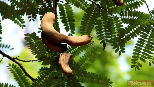 Osmanlı’nın gizli şifası: İnsülin direncini yok ediyor bağırsakları harekete geçiriyor - 7