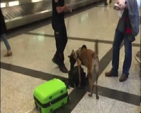Almanya'dan gelen yolcuların valizlerine köpekli arama-3