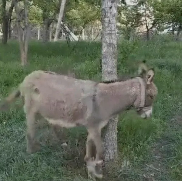 1714746712190.jpeg Kayseri'de ilginç olay! Başıboş eşek yoldan geçen kadını ısırdı-3