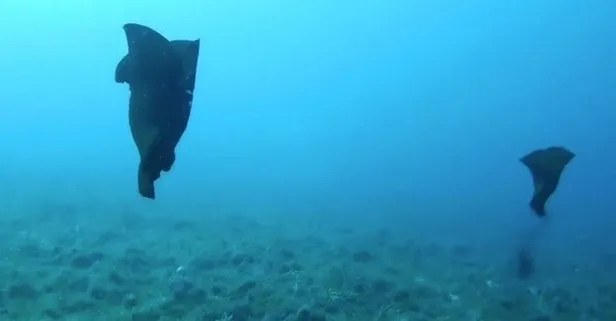 Çanakkale’de deniz tavşanı görüntülendi