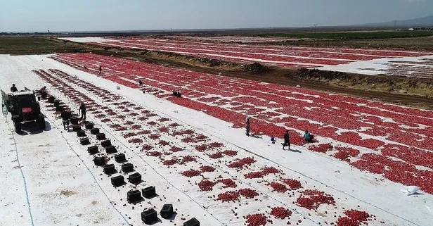Diyarbakır ve Şanlıurfa’da yetiştirildi! Tam 80 bin ton! ABD ve Avrupa’dan talep yağıyor