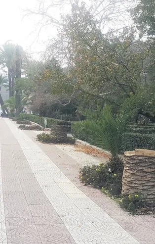 CHP'li belediyelerin doğa katliamı devam ediyor! İstanbul'daki skandalın ardından İzmir'de de 900 palmiyeyi kesip attı.