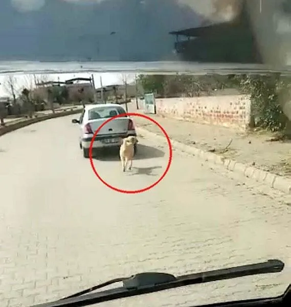aydinda-kopegi-iple-otomobile-baglayip-kosturan-kadina-ceza-kesildi-1616512752852.jpeg Aydın'da köpeği iple otomobile bağlayıp koşturan kadına ceza kesildi!-3