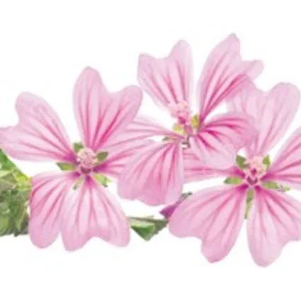 Öksürüğe ebegümeci