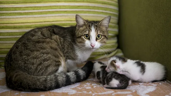 21-aralik-oncesinde-mugla-marmariste-sokak-kedilerinin-ortadan-kaybolmasi-satanizm-iddialarini-gundeme-getirdi-1608366458215.jpg 21 Aralık öncesinde Muğla Marmaris'te sokak kedilerinin ortadan kaybolması satanizm iddialarını gündeme getirdi-2