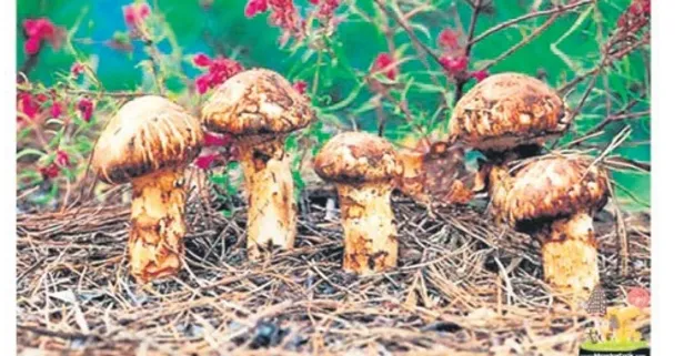Adana Feke’de yetişen sedir mantarı Uzak Doğu’nun gözdesi oldu