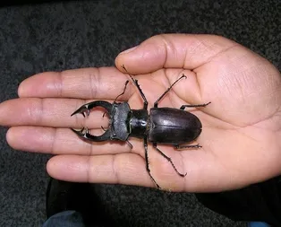 Sahibinden satılık