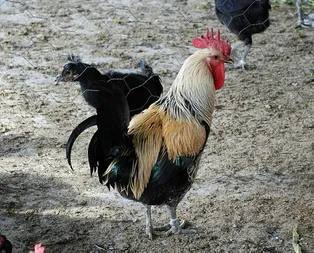 Rüyada horoz görmek ne anlama gelir?