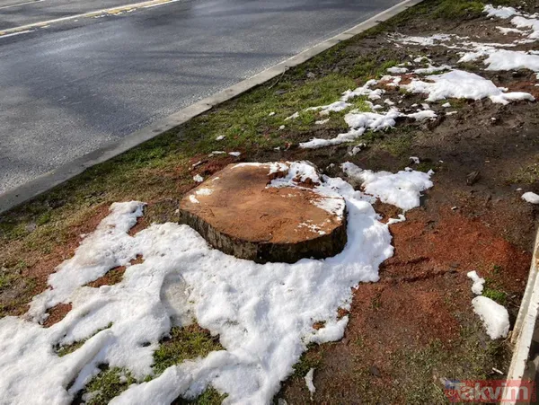 CHP'li İBB'nin ağaç katliamına sessiz kalan sözde çevrecilerin ikiyüzlülüğü! AK Parti: "Bu zihniyet, nobran bir zihniyettir” - 2